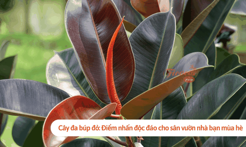 Cây đa búp đỏ: Điểm nhấn độc đáo cho sân vườn nhà bạn mùa hè