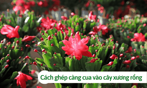 Hướng dẫn cách ghép càng cua vào cây xương rồng đơn giản tại nhà