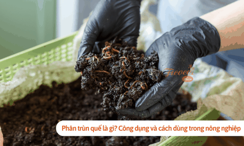 Phân trùn quế là gì? Công dụng và cách dùng trong nông nghiệp