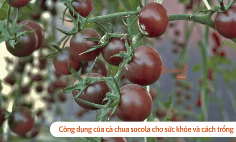Công dụng của cà chua socola cho sức khỏe và cách trồng tại nhà