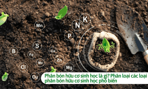 Phân bón hữu cơ sinh học là gì? Phân loại các loại phân bón hữu cơ sinh học phổ biến