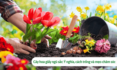 Cách trồng hoa tulip đúng kỹ thuật, hoa nở đúng Tết 2023