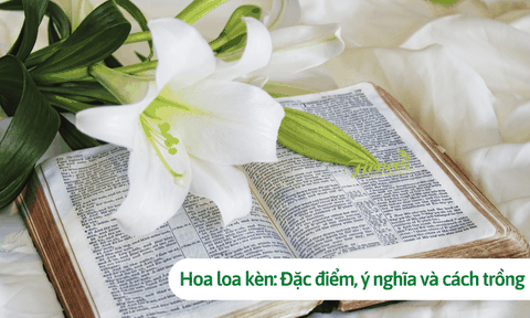 Cây hoa loa kèn: Đặc điểm, ý nghĩa loài hoa và cách trồng dễ nhất
