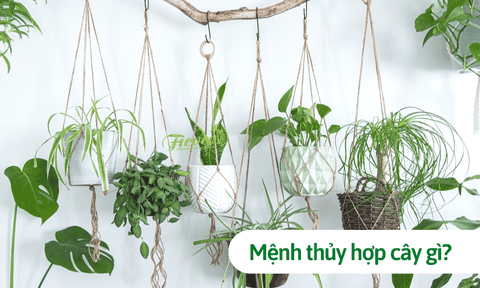 Người mệnh thủy hợp cây gì? Top 10 giống cây hợp phong thủy