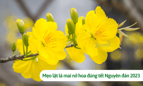 Mẹo lặt lá mai để nở hoa đúng dịp tết Nguyên đán 2023