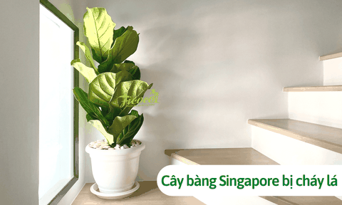 Cây bàng singapore bị cháy lá: Nguyên nhân và cách khắc phục