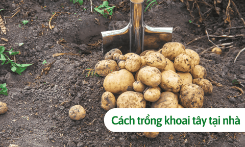 Mẹo hay: Cách trồng khoai tây cực đơn giản tại nhà