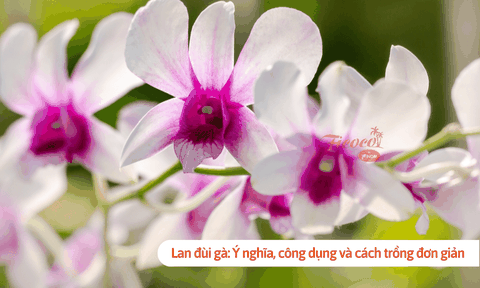 Lan đùi gà: Ý nghĩa, công dụng và cách trồng đơn giản