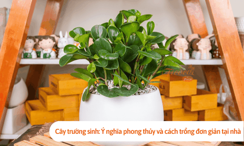 Cây trường sinh: Ý nghĩa phong thủy và cách trồng đơn giản tại nhà