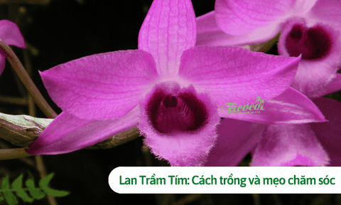Lan Trầm Tím: Cách trồng và mẹo chăm sóc lan luôn khỏe mạnh