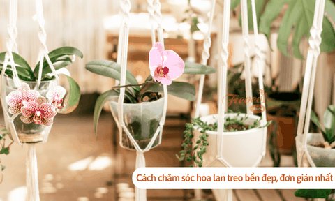 Cách chăm sóc hoa lan treo bền đẹp, đơn giản nhất