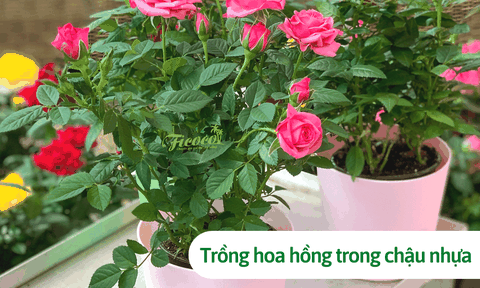Hướng dẫn cách trồng hoa hồng trong chậu nhựa cực dễ