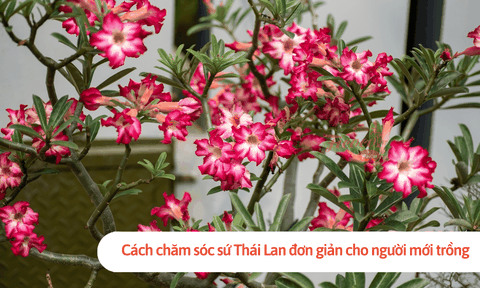 Cách chăm sóc sứ Thái Lan đơn giản cho người mới trồng