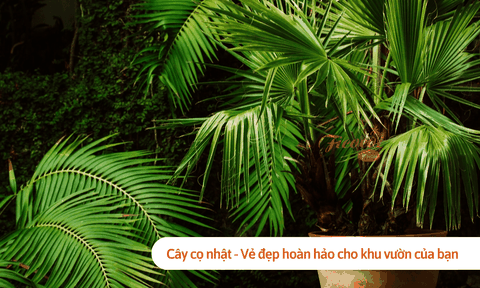 Cây cọ nhật - Vẻ đẹp hoàn hảo cho khu vườn của bạn