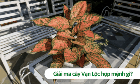 Giải mã cây vạn lộc hợp mệnh gì? Phân tích phong thủy, tuổi tác