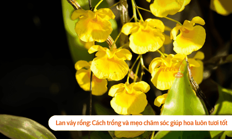 Lan vảy rồng: Cách trồng và mẹo chăm sóc giúp hoa luôn tươi tốt