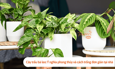 Cây trầu bà leo: Ý nghĩa phong thủy và cách trồng đơn giản tại nhà