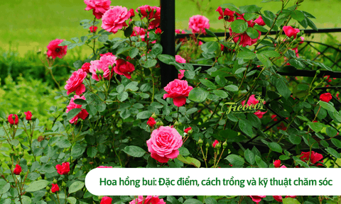 Hoa hồng bui: Đặc điểm, cách trồng và kỹ thuật chăm sóc chuẩn chuyên gia