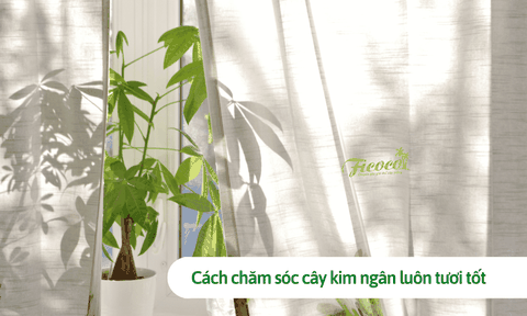 Mách bạn cách chăm sóc cây kim ngân luôn tươi tốt mặc dù trồng trong nhà