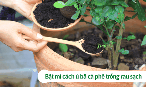 Bật mí cách ủ bã cà phê trồng rau sạch đơn giản, dễ làm