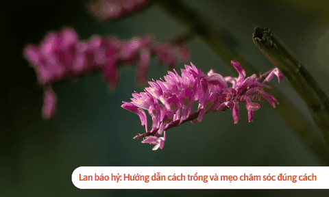 Lan báo hỷ: Hướng dẫn cách trồng và mẹo chăm sóc đúng cách