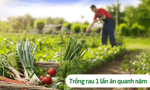 Điểm danh các loại rau trồng 1 lần ăn quanh năm