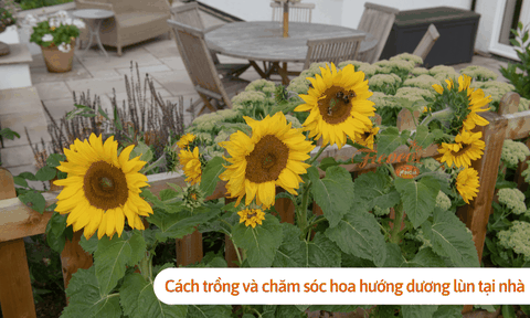 Cách trồng và chăm sóc hoa hướng dương lùn hiệu quả tại nhà