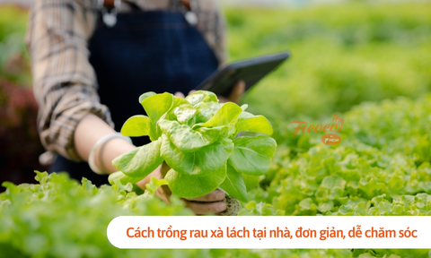 Cách trồng rau xà lách tại nhà, đơn giản, dễ chăm sóc