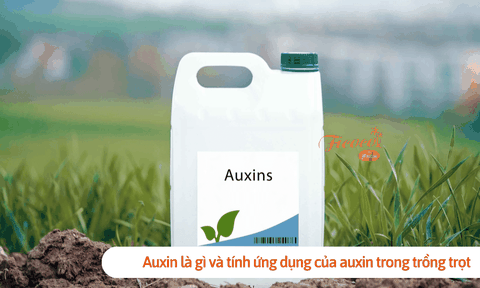 Auxin là gì và tính ứng dụng của auxin trong trồng trọt nông nghiệp