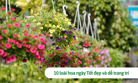 10 loài hoa ngày Tết đẹp và dễ trang trí nhất năm 2023