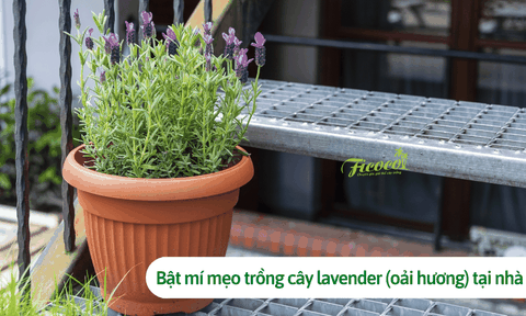 Bật mí mẹo trồng cây lavender (oải hương) tại nhà đơn giản