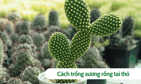 Cách trồng xương rồng tai thỏ đúng cách, tạo hình cây đẹp