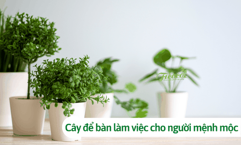 Người mệnh mộc hợp cây gì để bàn làm việc? Cách chọn cây hợp phong thủy