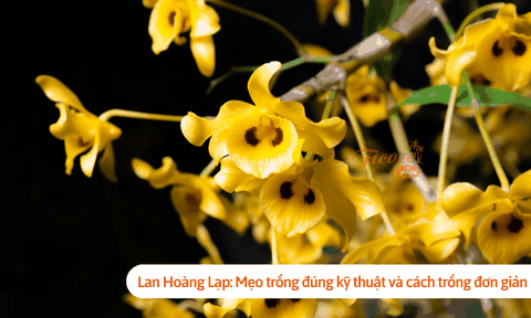 Lan Hoàng Lạp: Mẹo trồng đúng kỹ thuật và cách trồng đơn giản