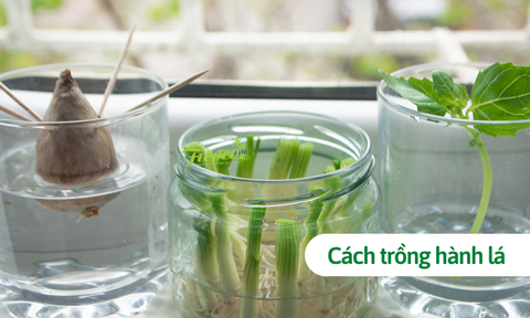 Bật mí 10 cách trồng hành lá tại nhà siêu đơn giản