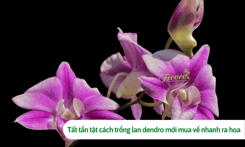 Tất tần tật cách trồng lan dendro mới mua về nhanh ra hoa