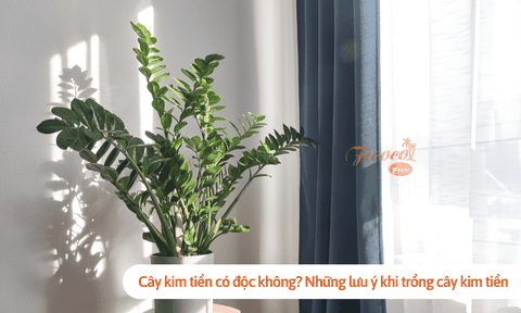 Cây kim tiền có độc không? Những lưu ý khi trồng cây kim tiền