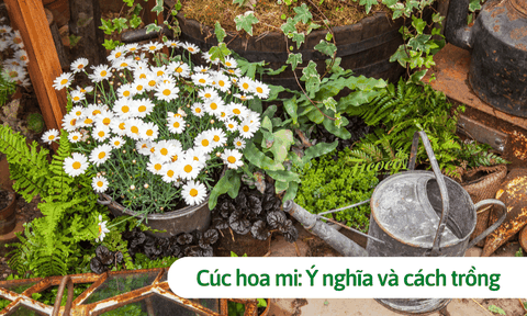 Cúc hoa mi: Ý nghĩa và cách trồng đơn giản nhất có thể bạn chưa biết