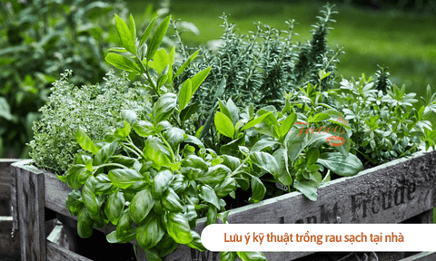 Lưu ý kỹ thuật trồng rau sạch tại nhà để luôn có rau xanh sử dụng quanh năm