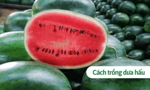 Cách trồng dưa hấu tại nhà đúng kỹ thuật chuyên gia nông nghiệp