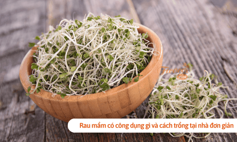 Rau mầm có công dụng gì và cách trồng tại nhà đơn giản