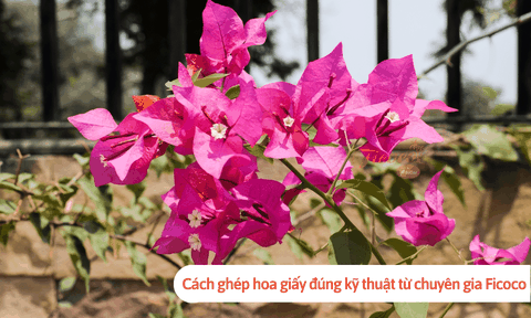 Cách ghép hoa giấy đúng kỹ thuật từ chuyên gia Ficoco