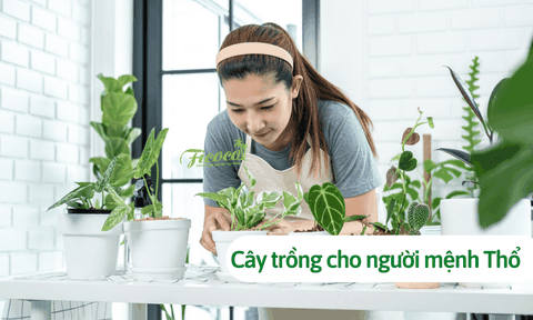 Mệnh thổ hợp cây gì? Bật mí 10 cây trồng cho người mệnh Thổ