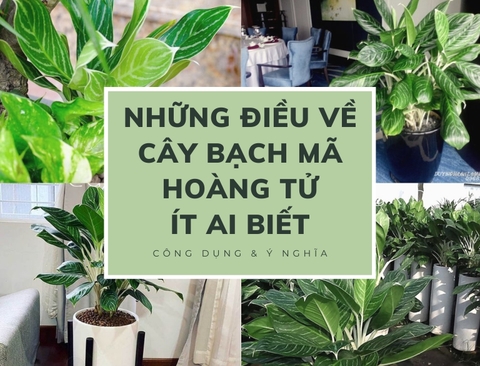 NHỮNG ĐIỀU VỀ CÂY BẠCH MÃ HOÀNG TỬ ÍT AI BIẾT PHẦN 2