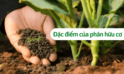 Phân hữu cơ có đặc điểm gì? Ưu và nhược điểm? 