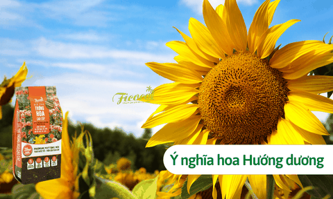 Ý nghĩa đặc biệt của loài hoa hướng dương