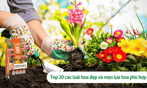 Top 20 các loài hoa đẹp và mẹo lựa chọn hoa phù hợp