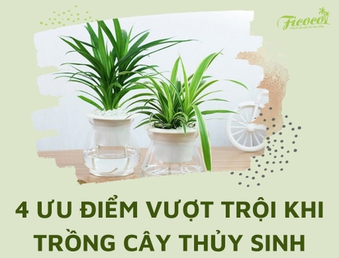 ƯU ĐIỂM VƯỢT TRỘI KHI TRỒNG CÂY THỦY SINH