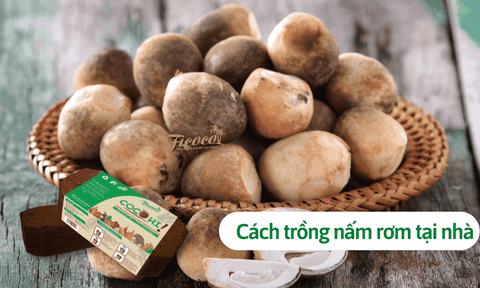 Cách trồng nấm rơm tại nhà bằng dụng cụ đơn giản, ra nấm nhanh