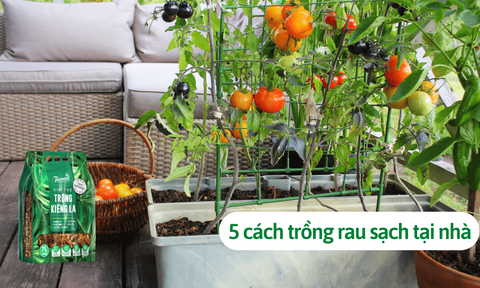 5 cách trồng rau sạch tại nhà, chuẩn Eco, không hóa chất